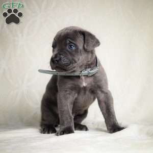 Eclipse, Cane Corso Puppy